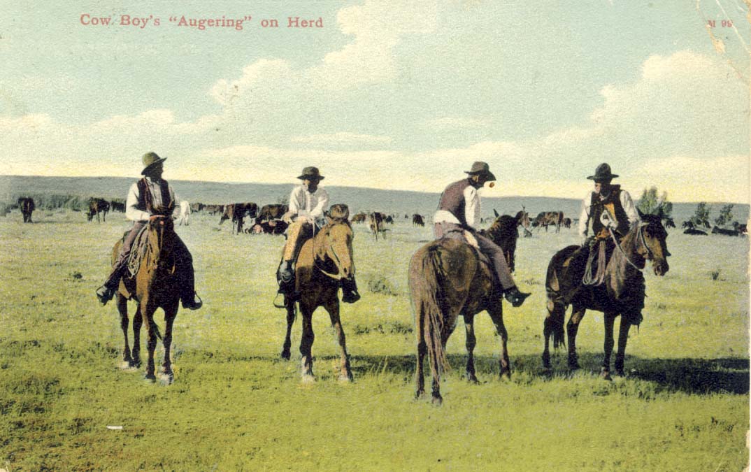 Cow boy's 'augering' on herd, postcard