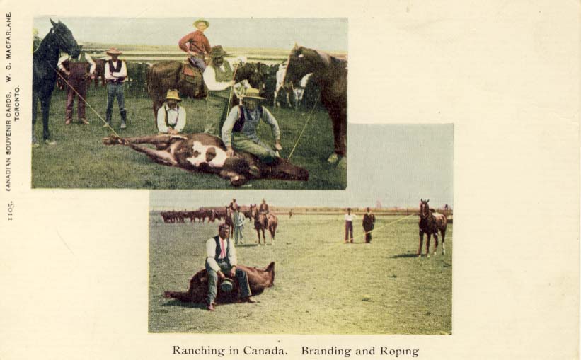 Ranching in Canada. Branding and roping, postcard