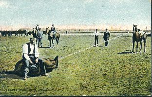 Canadian North West roping cattle, postcard 1911