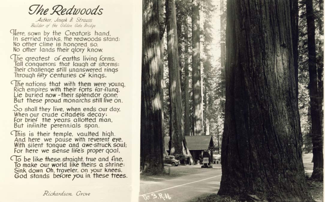 The Redwoods postcard 1930s