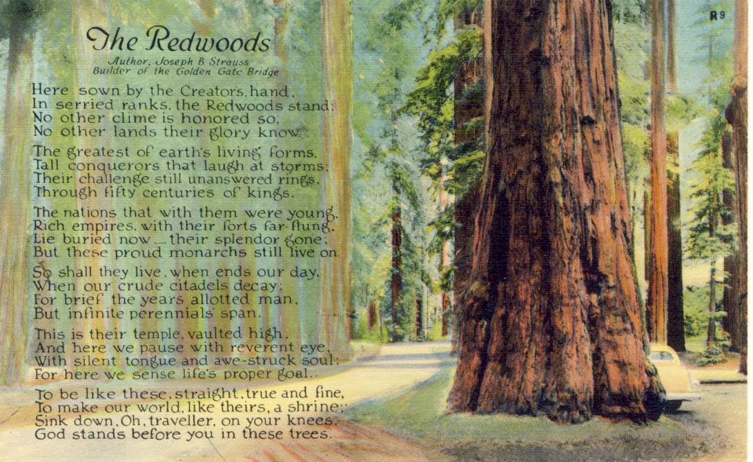 The Redwoods postcard 1950s