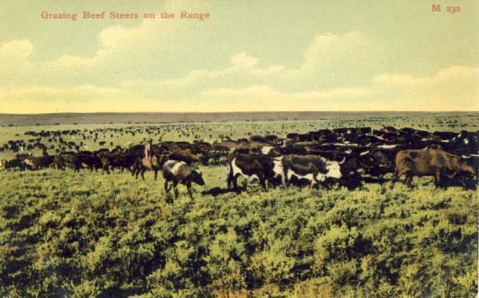Grazing beef steers on the range, postcard 1900s