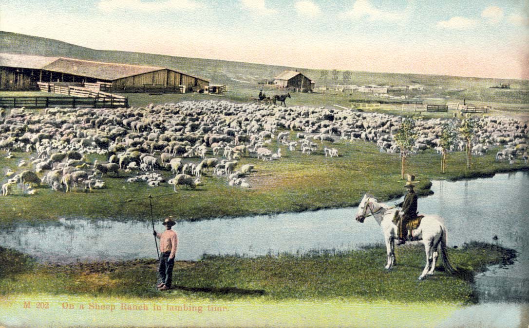 On a sheep ranch in lambing time postcard