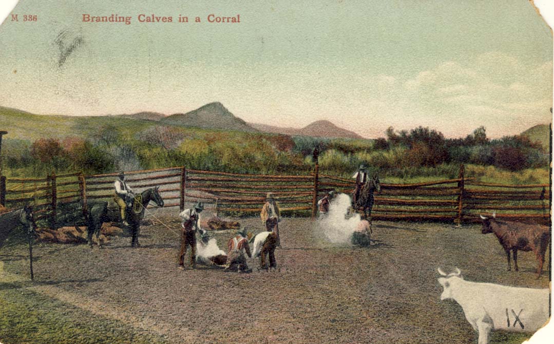 Branding calves in a corral, postcard 1906