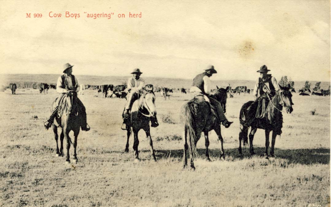 Cow boys 'augering' on herd, postcard 1900s