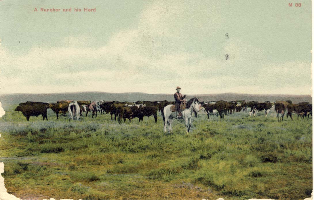 A rancher and his herd, postcard 1910