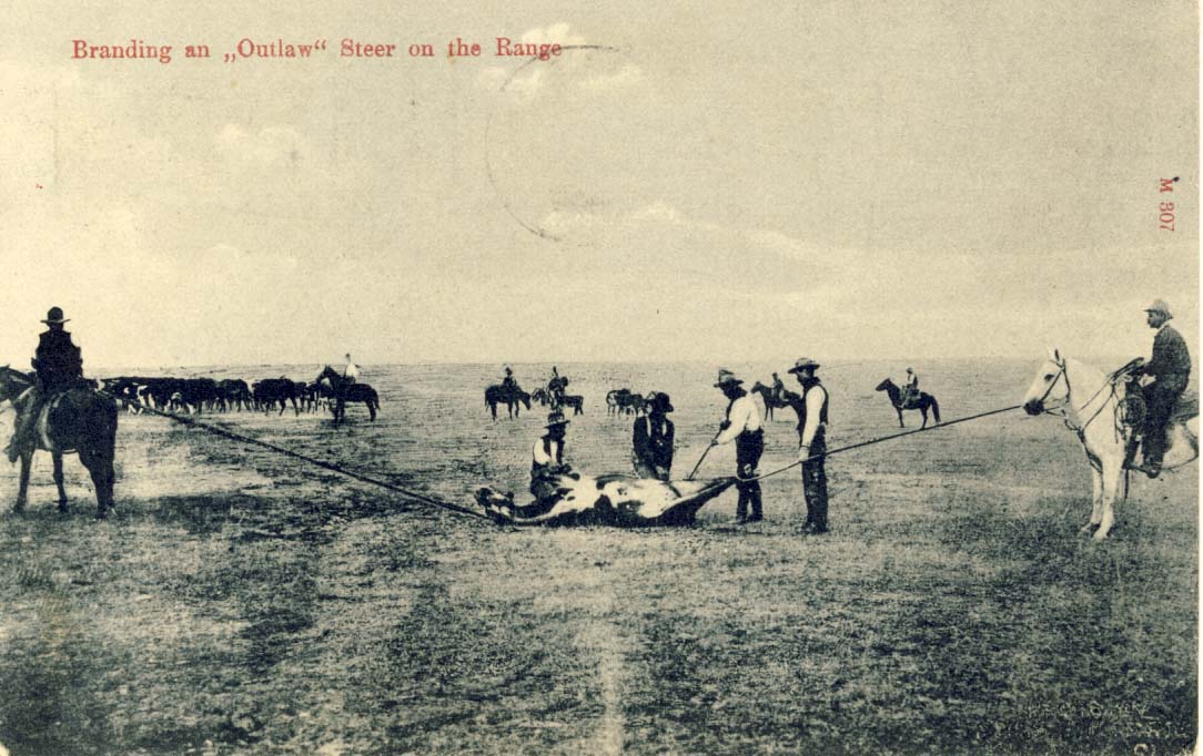 Branding an 'outlaw' steer on the range, postcard