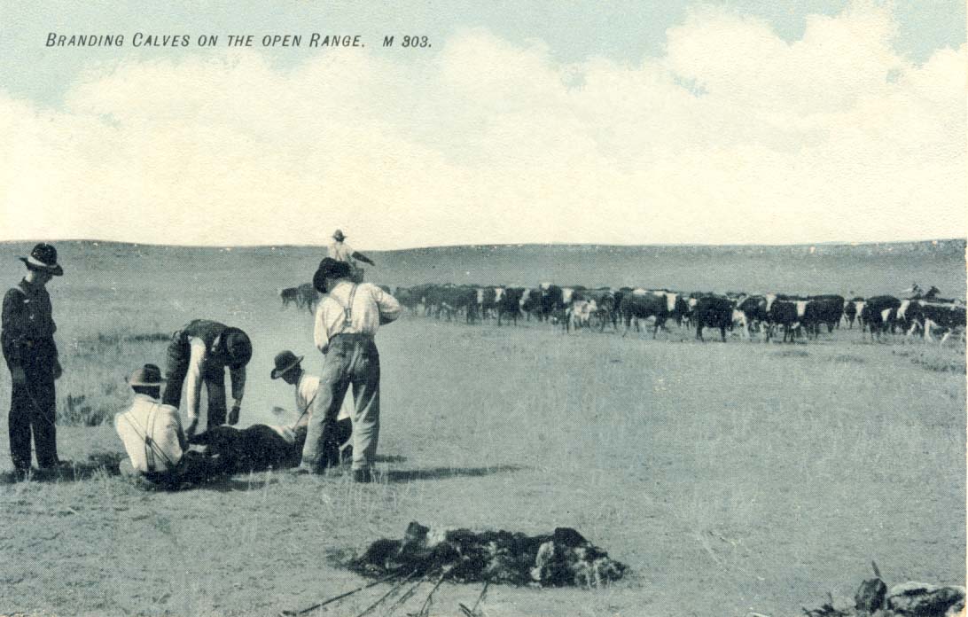 Branding calves on the open range, postcard 1906