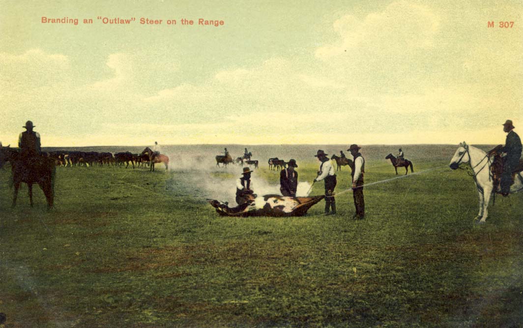 Branding an 'outlaw' steer on the range, postcard