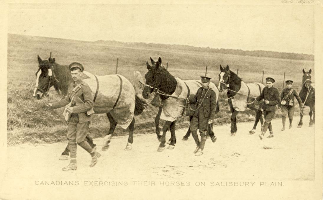 Canadians exercising their horses on Salisbury Plain postcard
