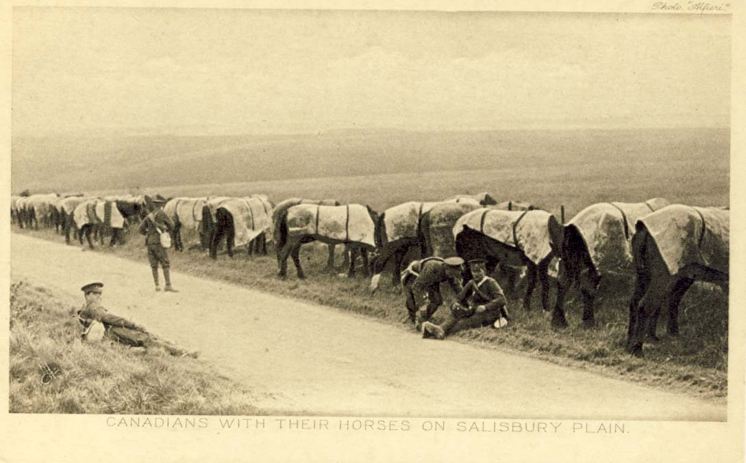 Canadians with their horses on Salisbury Plain postcard